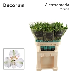 Alstroemeria Virginia 75cm 55gr.