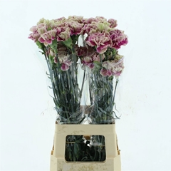 Dianthus Single Antigua 70cm