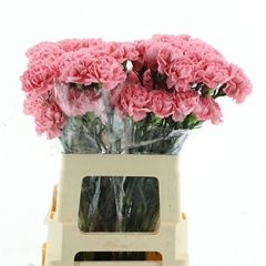 Dianthus Single Flamingo 60cm