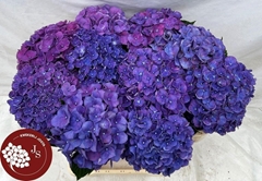 Hydrangea Rodeo Purple 65cm 15-17cm Hd