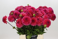 Dahlia Isa Candy 55cm
