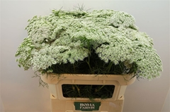 Ammi Visnaga Casablanca 70cm