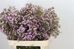 Chamelaucium Dancing Queen 80cm 70gr.