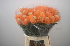 Leucospermum Ayoba Sun 70cm