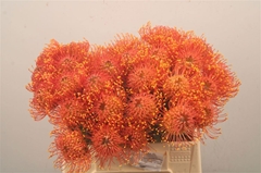 Leucospermum Gold Dust 40cm