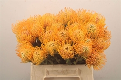 Leucospermum Soleil 40cm