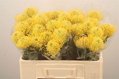 Leucospermum High Gold 50cm