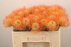 Leucospermum Queen Juliana 50cm