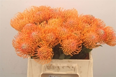 Leucospermum Ayoba Orange 40cm
