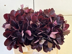 Cotinus Coggygria Royal Purple 50cm