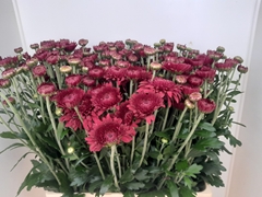 Chrysanth Spray Smokey 60cm
