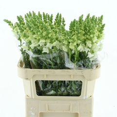 Antirrhinum Potomac Ivory White 75cm