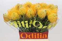 Leucospermum Jelena 40cm