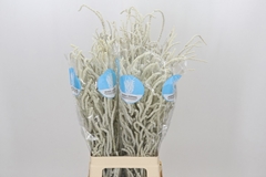 Amaranthus Lividus Yearming Desert 70cm