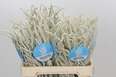 Amaranthus Lividus Yearming Desert 60cm