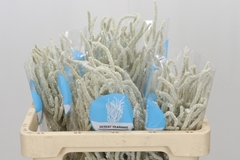 Amaranthus Lividus Yearming Desert 50cm