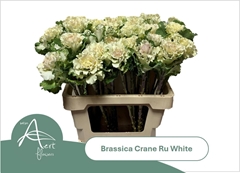 Brassica Crane Ruffle White 60cm
