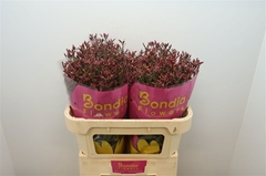 Limonium Sinense Scarlet Diamond 70cm 30gr.