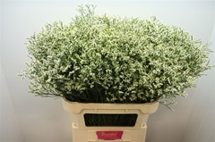 Limonium Sinense Clear Diamond 80cm 30gr.