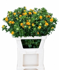 Carthamus Orange Grenade 80cm