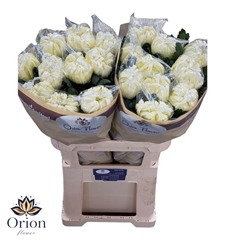 Chrysanth Single Vienna White 80cm 160gr.