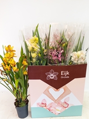 Cymbidium Mixed 14Ø 75cm 4st