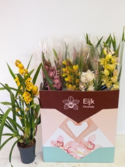 Cymbidium Mixed 14Ø 75cm 2st