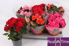 Begonia Double Mix 13Ø 30cm