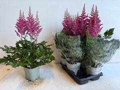 Astilbe Highlight 14Ø 65cm