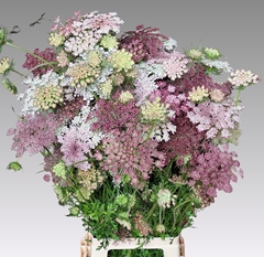 Daucus Carota Dara 75cm