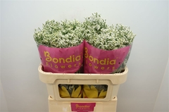 Limonium Sinense China White 70cm 35gr.