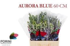 Delphinium Double Aurora Blue 60cm
