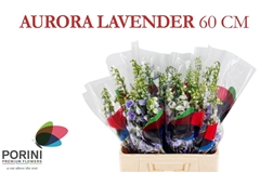 Delphinium Double Aurora Lavender 60cm