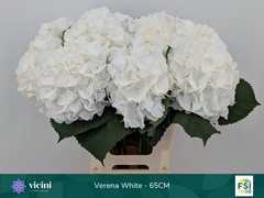 Hydrangea White Verena 65cm 19-21cm Hd