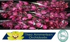 Cymbidium Red Dream 80cm