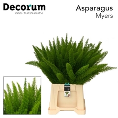 Asparagus Densiflorus Myers 50cm