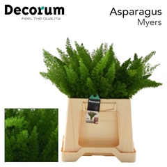 Asparagus Densiflorus Myers 40cm