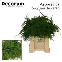 Asparagus Setaceus 45cm