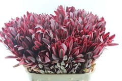 Leucadendron Jester 80cm