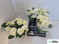 Hydrangea Schneeball 14Ø 38cm 10bl