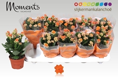Kalanchoe Double Sumo Orange 10Ø 23cm