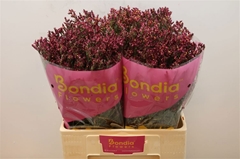 Limonium Sinense Scarlet Diamond 60cm 20gr.