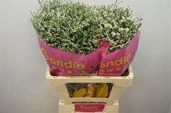 Limonium Sinense China White 60cm 25gr.