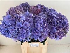 Hydrangea Royal Breeze Blue 80cm 19-21cm Hd