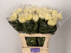 Chrysanth Single Vienna White 80cm 110gr.