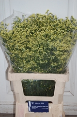 Limonium Sinense Pineapple Diamond 70cm 30gr.