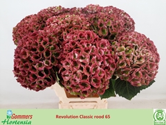 Hydrangea Revolution Classic 65cm 18-20cm Hd