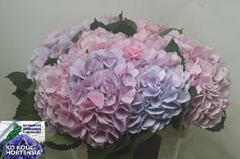 Hydrangea Verena Blue 60cm 19-21cm Hd