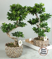 Ficus Microcarpa Ginseng 26Ø 70cm