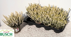 Callu Gg Aurica 12Ø 24cm